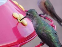 hummingbird-closeup.JPG
