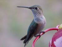 hummingbird-closeup2.JPG