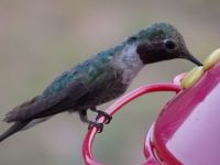 hummingbird-closeup4.JPG