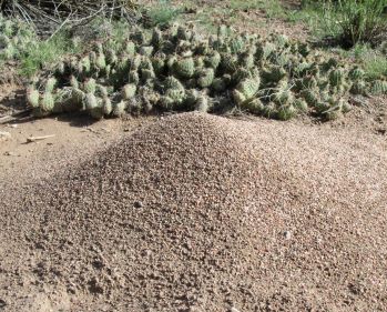 Cacti and Anthills