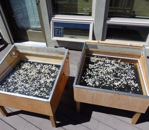 Putting the Solar Food Dehydrators to Work