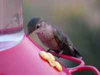 hummingbird-closeup3.JPG